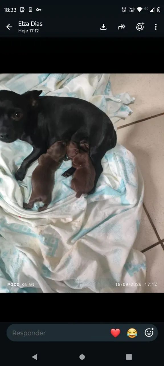 FILHOTES DE PINSCHER - Foto 5