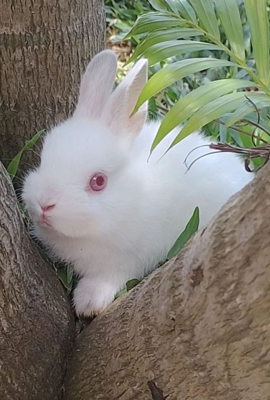 Coelho mini  Netherland (tem macho e tem fêmea) com 4 meses  - Foto 4