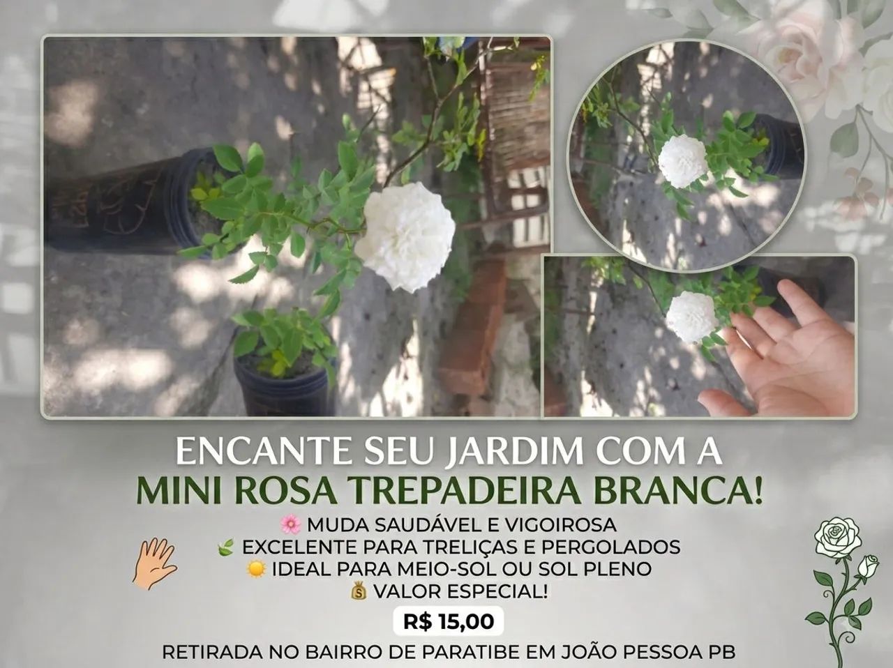 Mudas de Mini Rosa Trepadeira Branca  - Foto 2