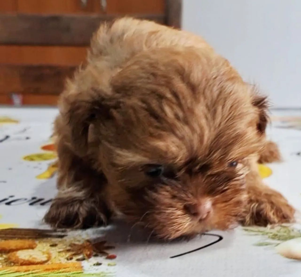 Cachorro  - Foto 3