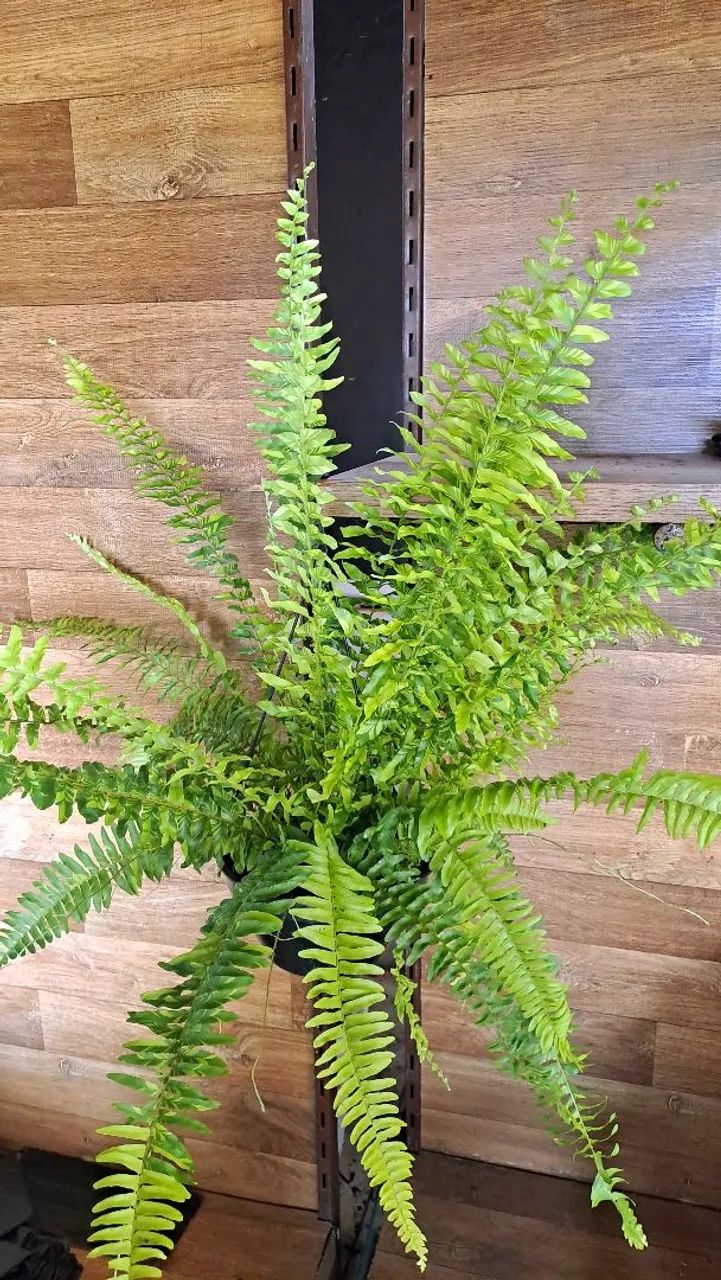 Samambaia Tigre promoção!!! - Foto 2