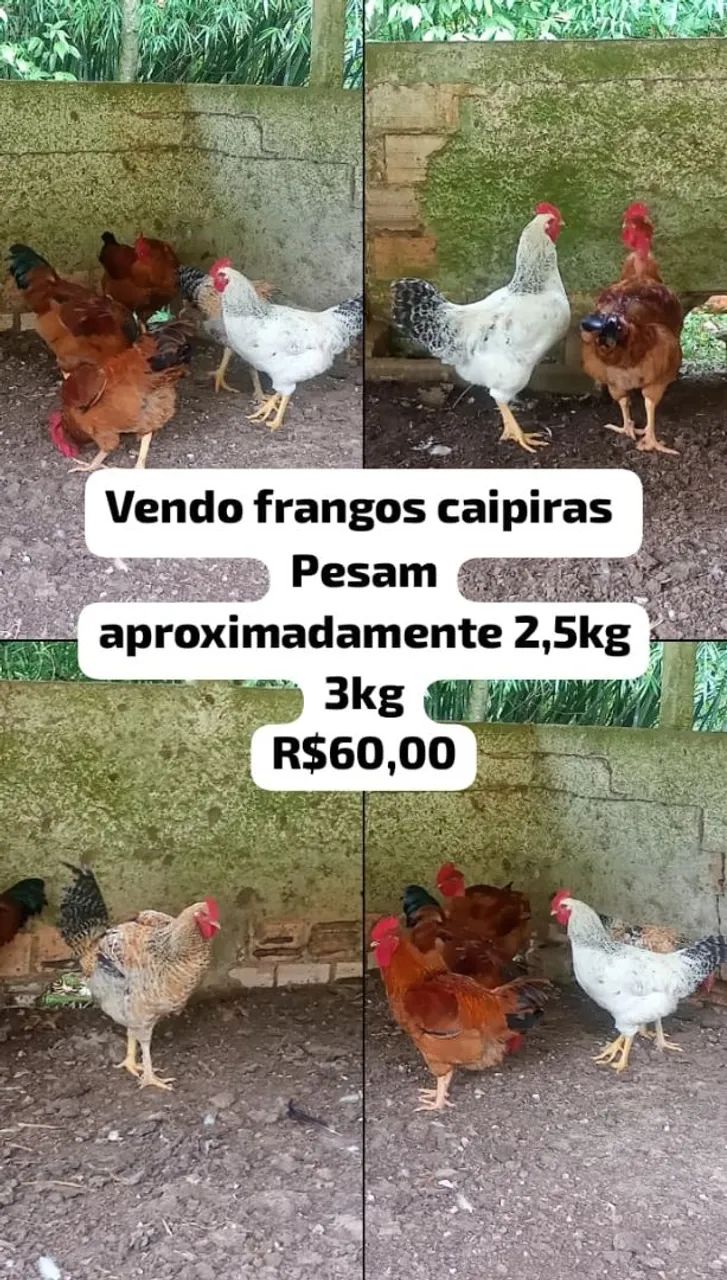Frango caipira 