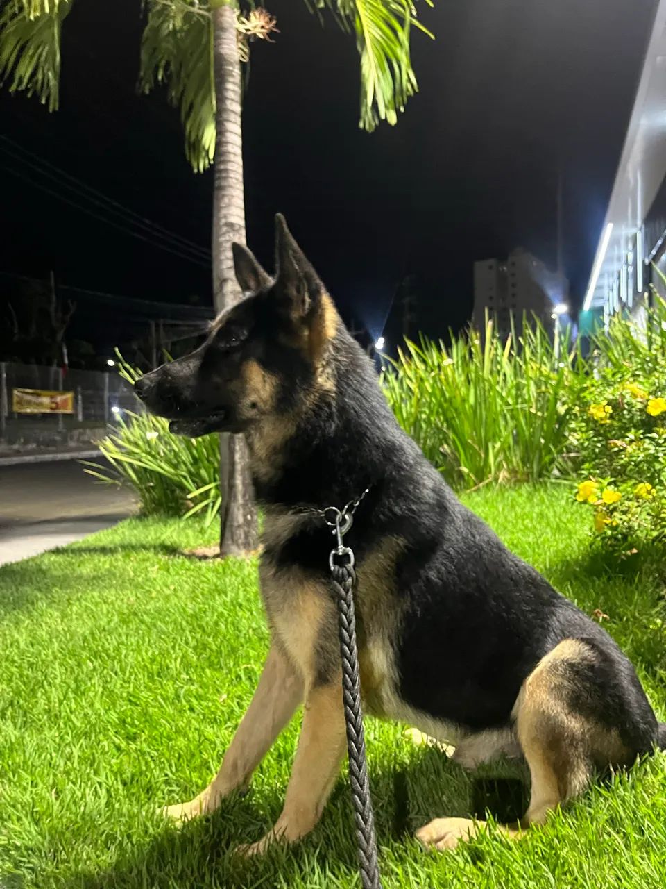 Cruzar Pastor capa preta macho  - Foto 2