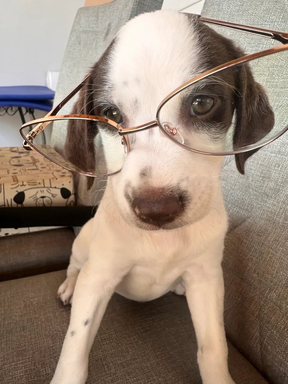 ADOÇÃO RESPONSÁVEL 