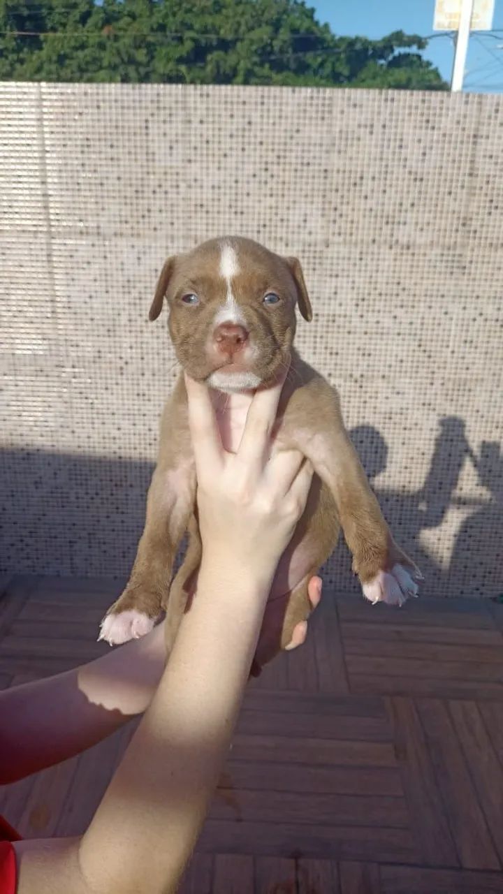 Pit moster - Foto 3