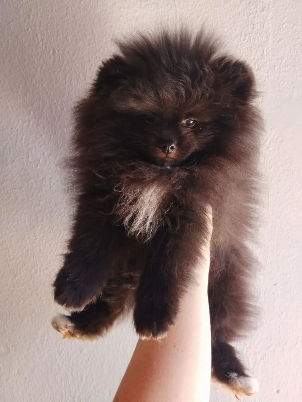 Cachorro 