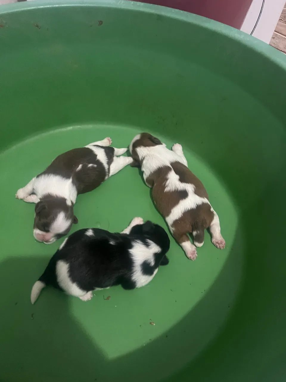 Shih tzu
