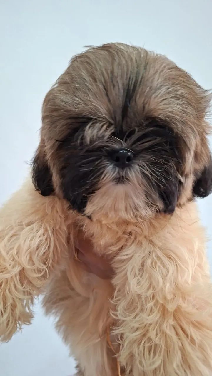 Shihtzu MACHO - Foto 5