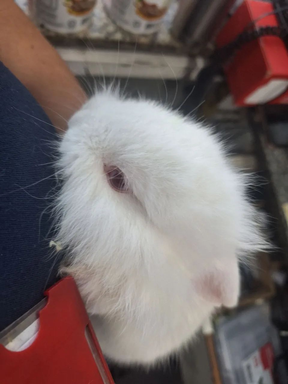 Coelhos  - Foto 5