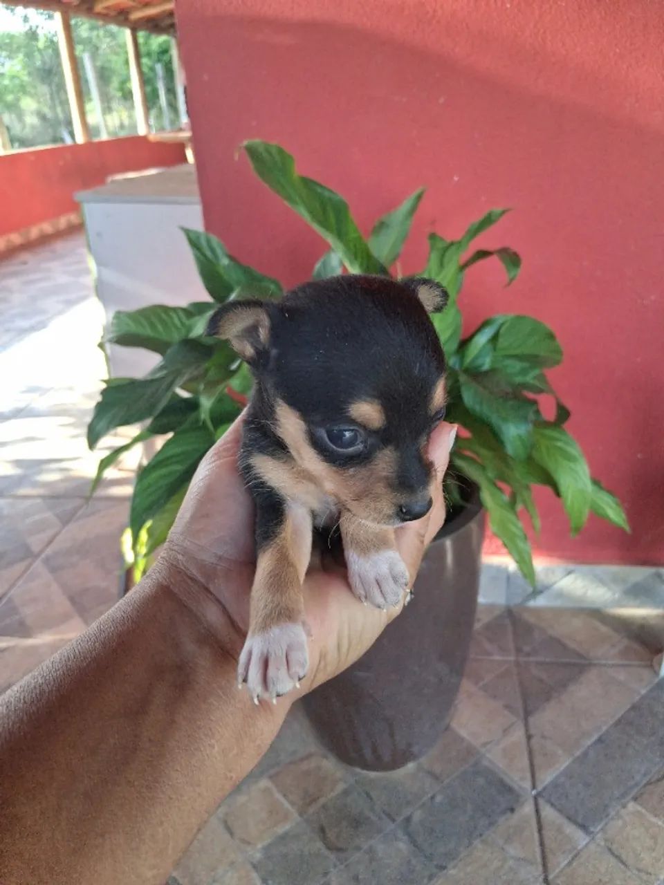 Filhotes de pinche zero