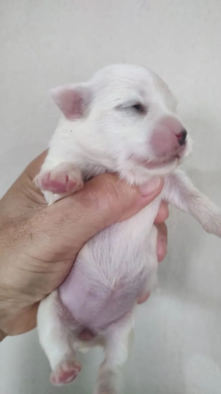 Maltês 