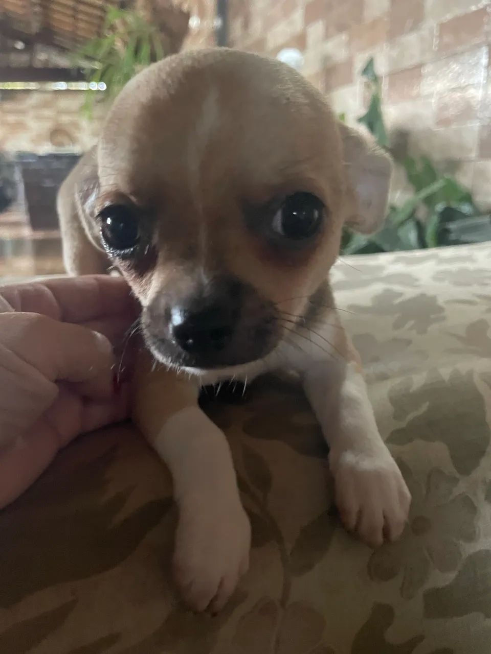 Filhote de chihuahua - Foto 6