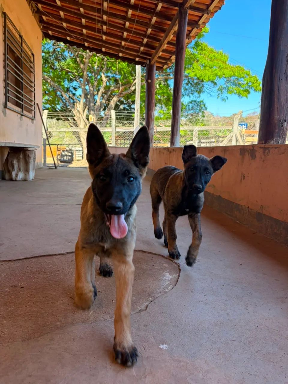 Pastor Belga Malinois  - Foto 5
