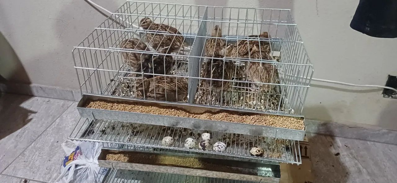 Cordonas e ovos de cordonas  - Foto 3