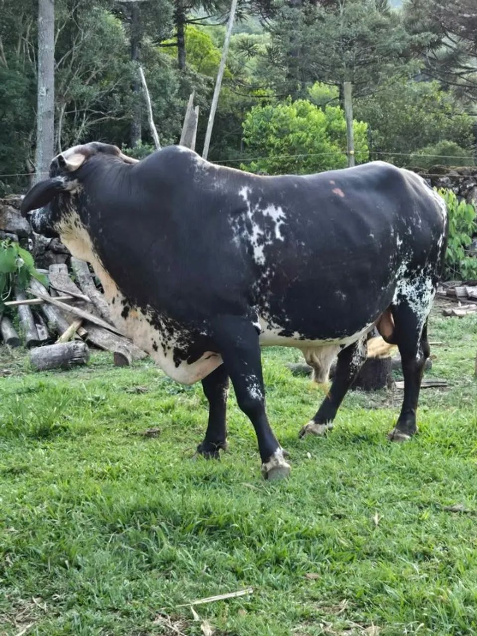 Touro Gir - Interior Canela RS - Tenho Vacas/Ovelhas - Animais Agropecuária - Foto 2