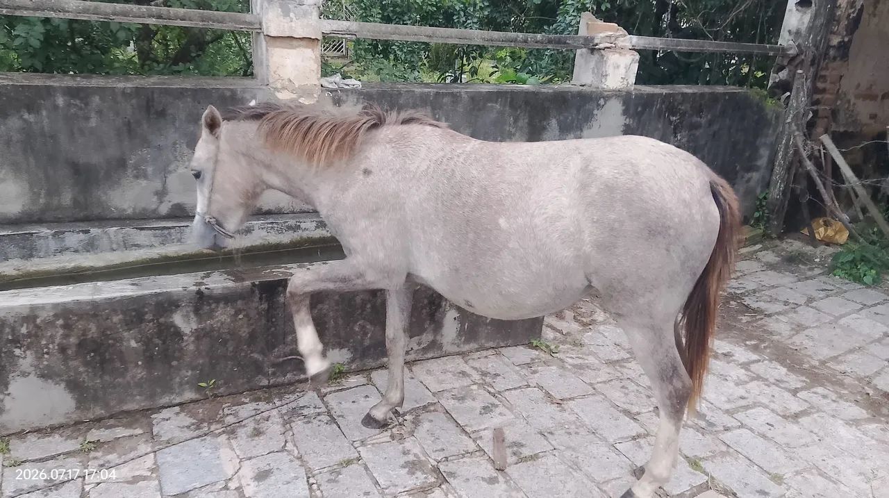 Eguinha piquira  - Foto 4