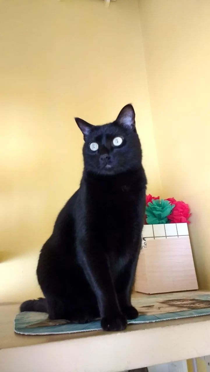 Doa se cachorro e gato urgente  - Foto 5