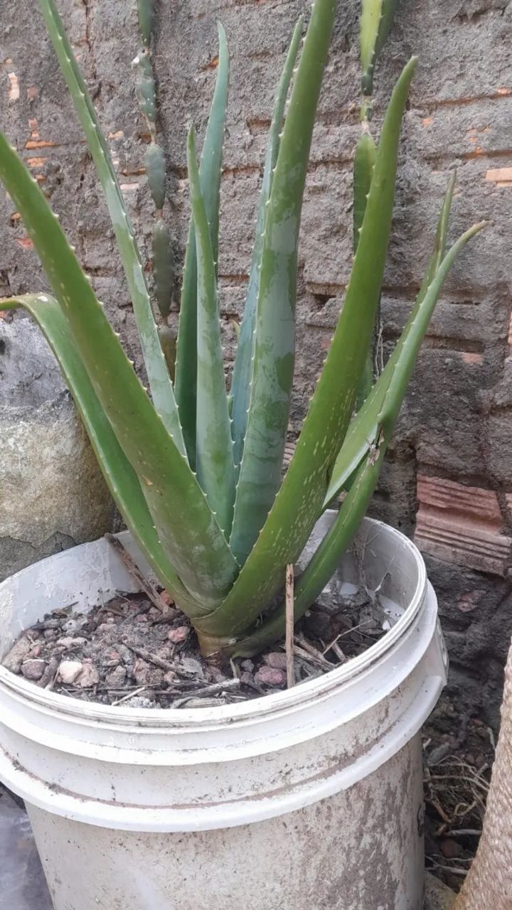Babosa gigante - Foto 2