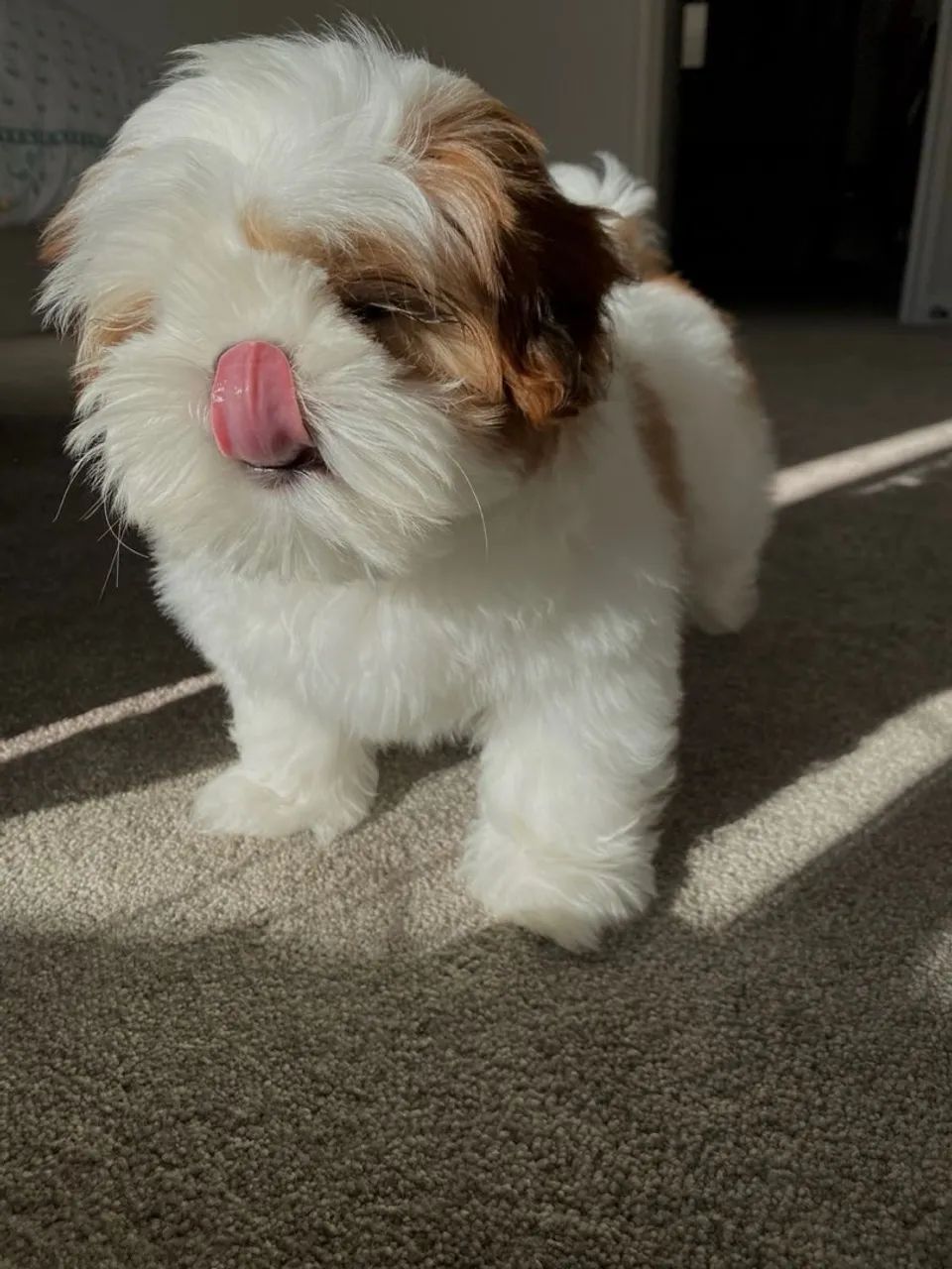 Shihtzu macho legítimo vacinado 