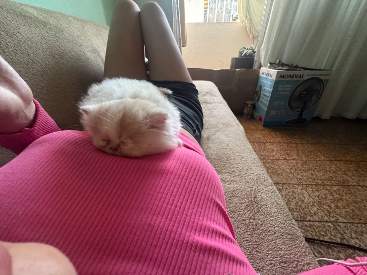 Gato persa  - Foto 4