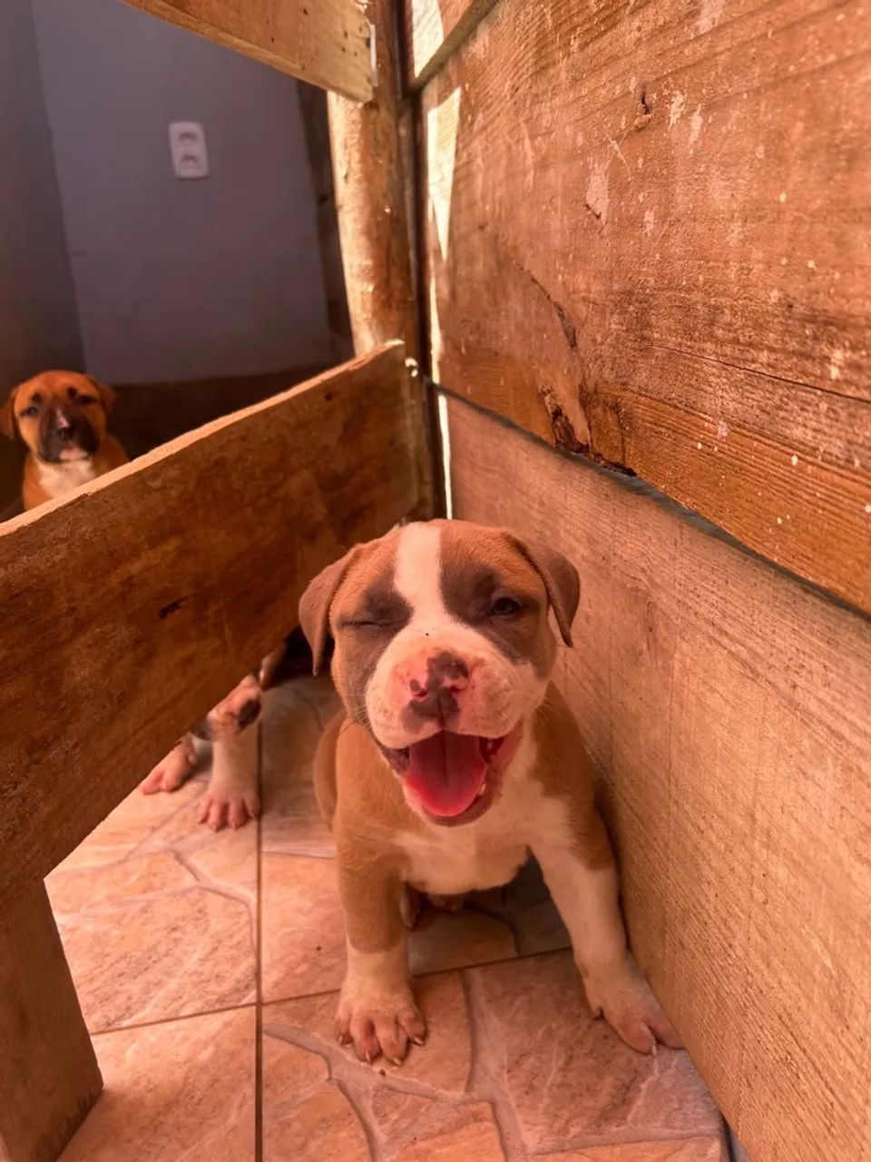 FILHOTES DE PITBULL 