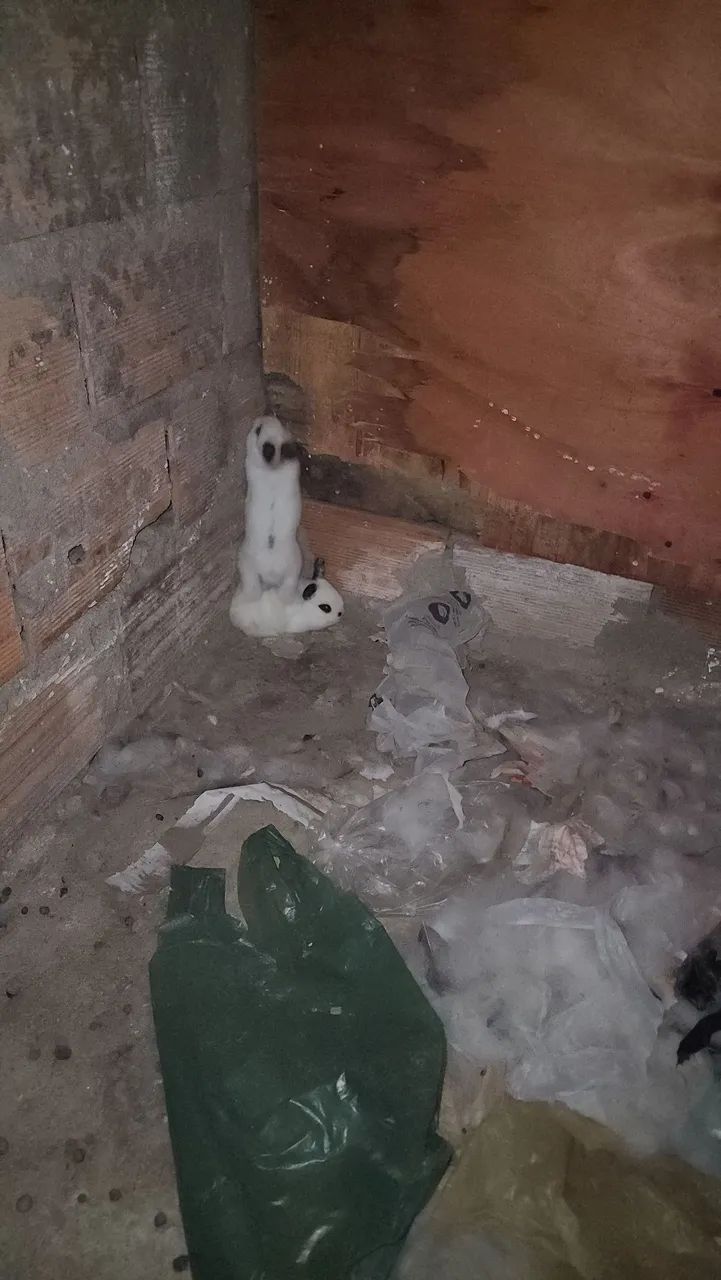 Coelhos mini - Foto 4