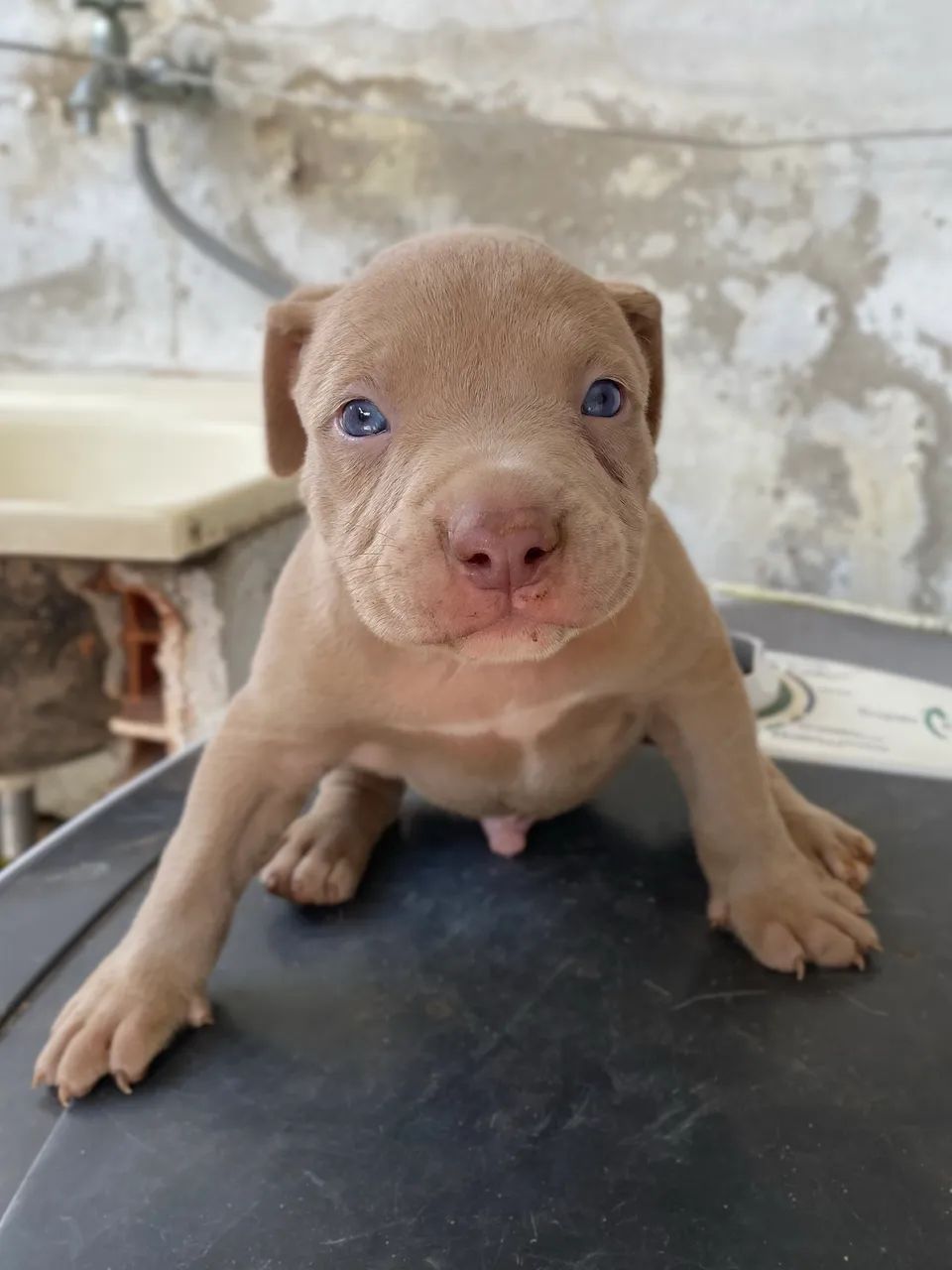 Filhote de pitbull monster Macho - Foto 3