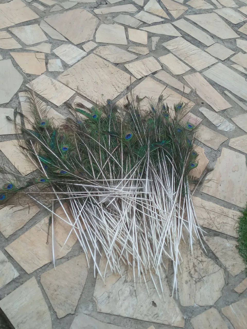 Penas de pavões  - Foto 4