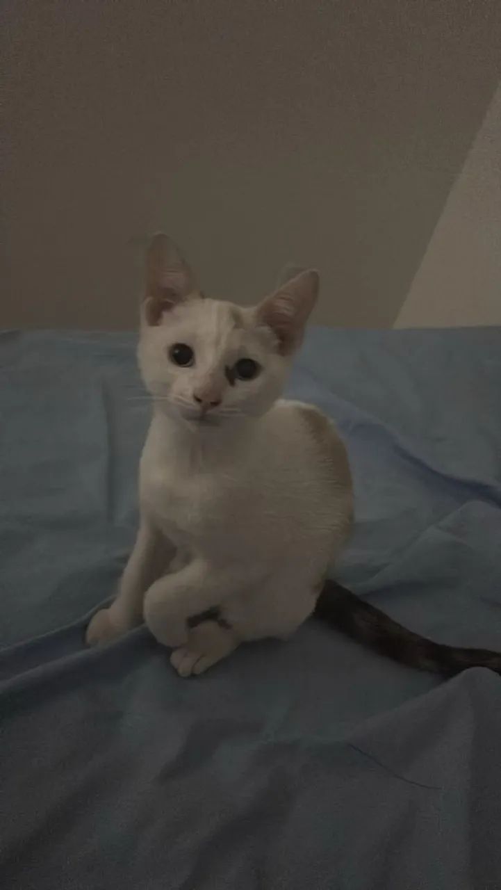 Doação de duas gatinhas 