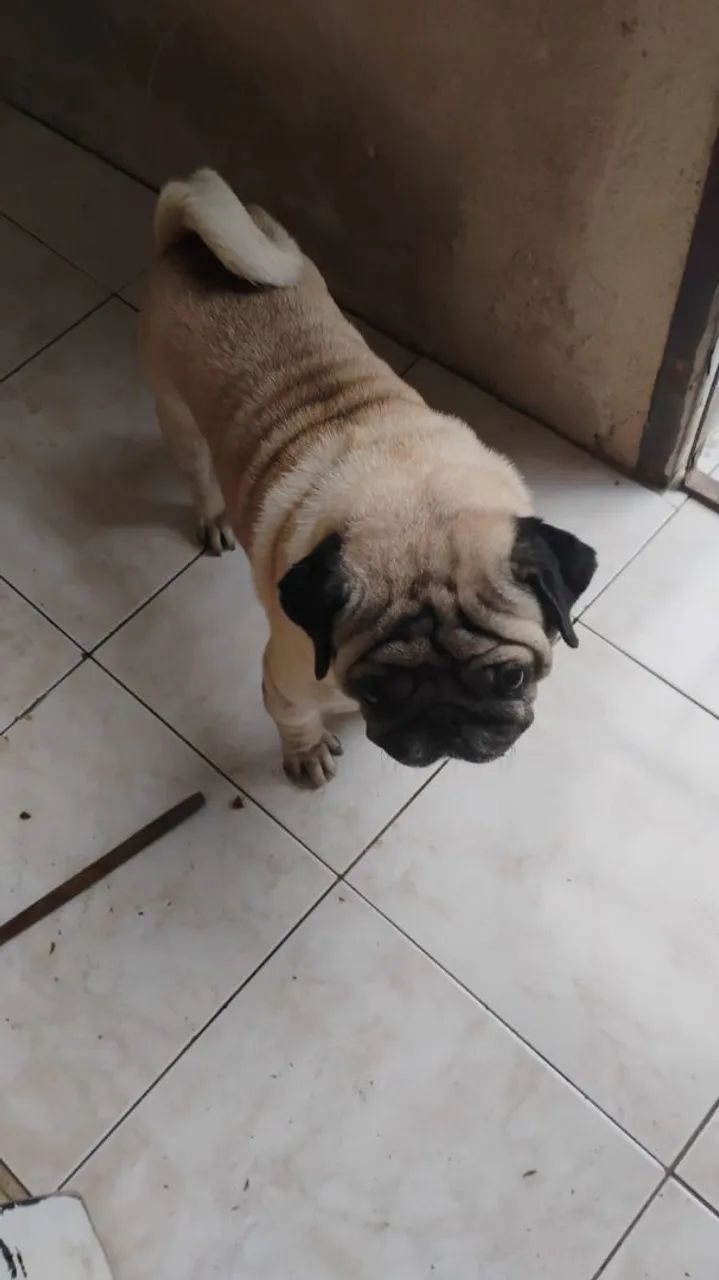 Doação pug - Foto 3
