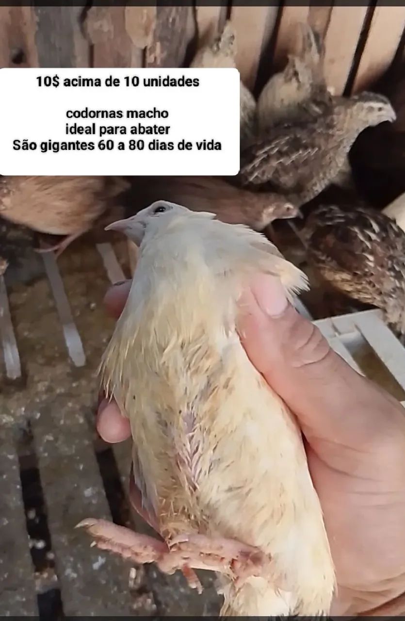 Codorna gigante para abater codornas gigantes machos ideal para abater