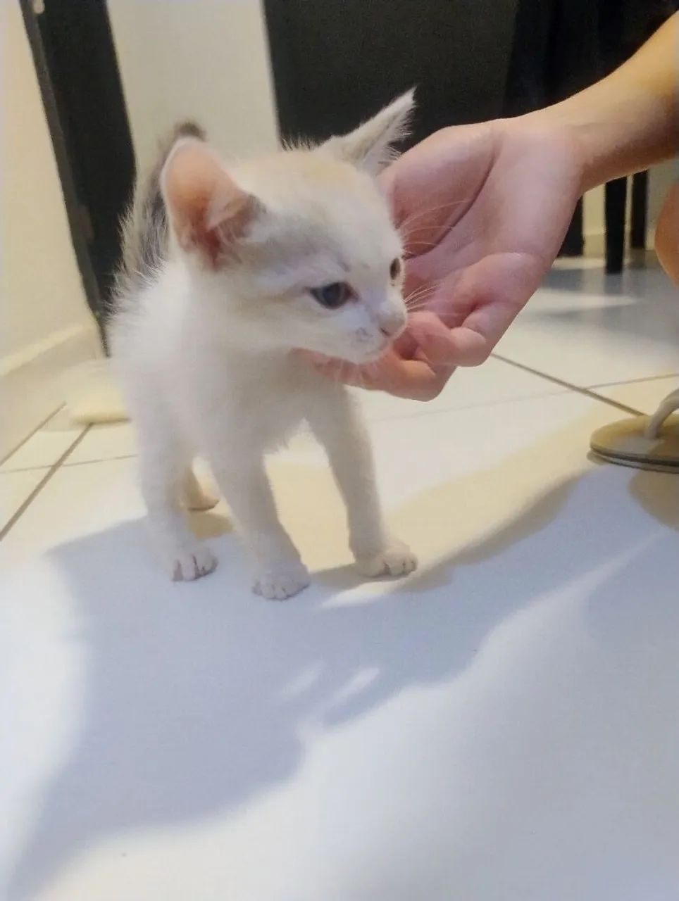 Gato - Foto 2