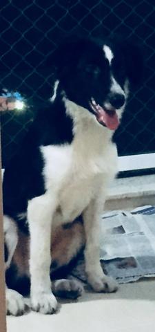 Border Colie pedigree 5 meses