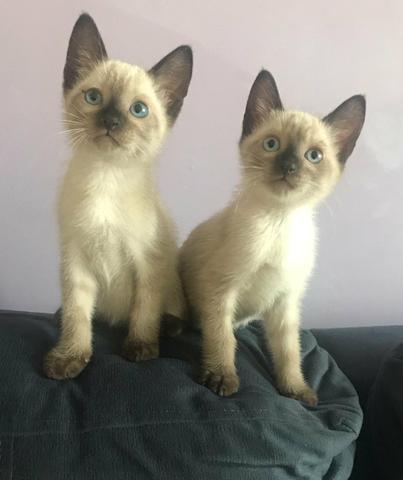 Doa-se lindos gatinhos com vale castração - Foto 4