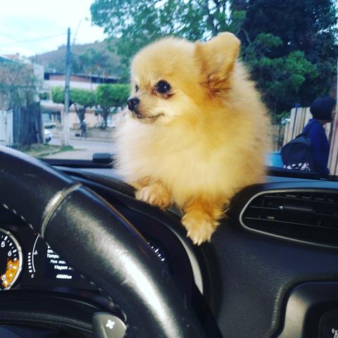 Lulu da Pomerânia - Foto 3