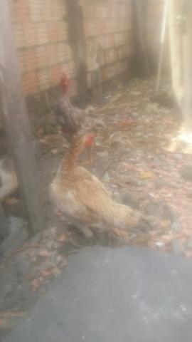 Vendo galo