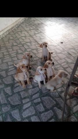 Filhotes de labrador - Foto 4