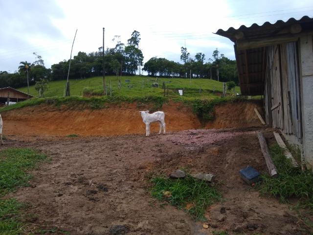 Tourinho Brahman PO - Foto 3