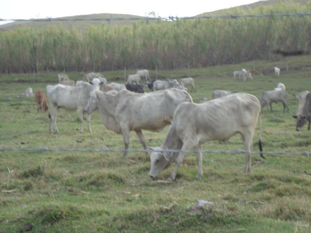 Fazenda de 118 alqueires em Casimiro de Abreu, RJ - Foto 9