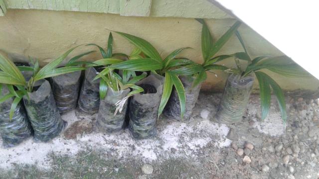 Vendo coqueiro