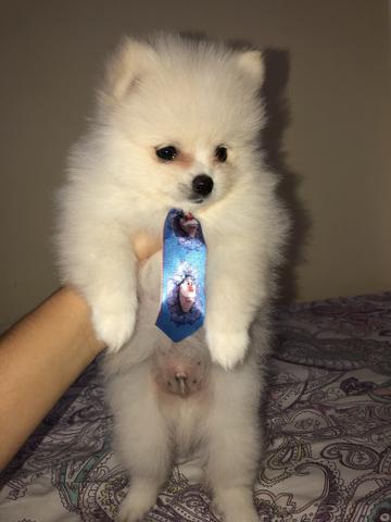 Olha que coisa linda esse rpz spitz alemão anão macho!!! - Foto 3