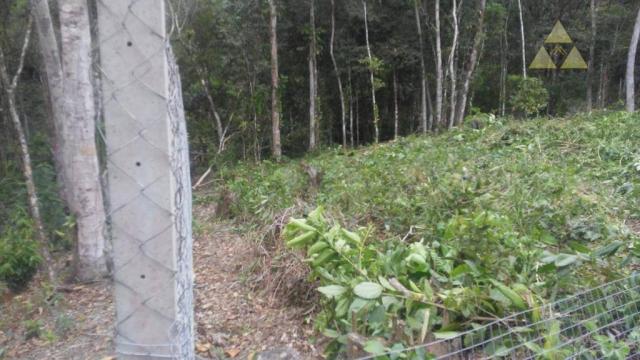 Sítio rural à venda, itajuba, barra velha. - Foto 9