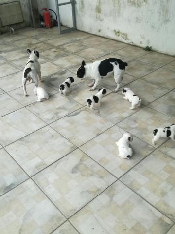 Filhotes de Bulldog Francês!! - Foto 6