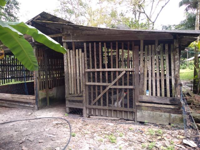 25 hectares a 55 km de Belém lindo Sitio por 200 mil reais Aceito carro na negociação - Foto 13