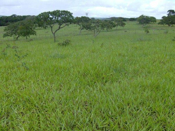 Fazenda escriturada perto de Brasília Santo Antônio Goiás formada 51 alqueires - Foto 2