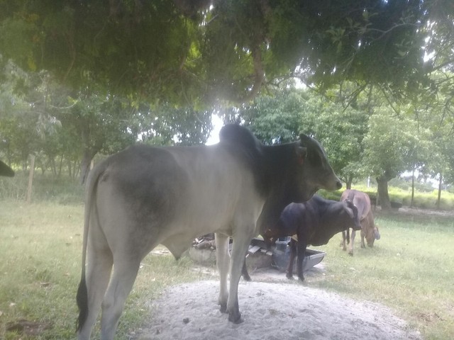 tourinho nelore pó 