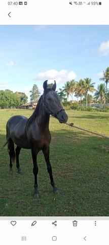 Potro MM filho do Campeão Nero de Itapoan 