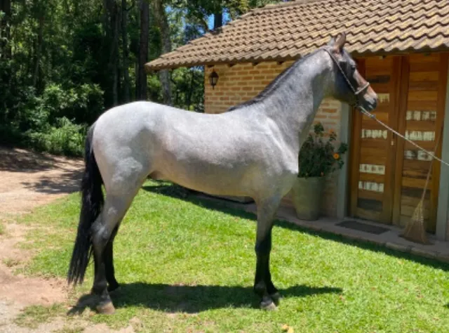 📍 CAVALO DE TROIA E O CARNAVAL; - Mairiporã População