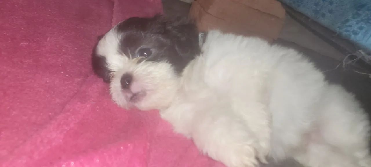 Filhote Shih Tzu para venda - Foto 3
