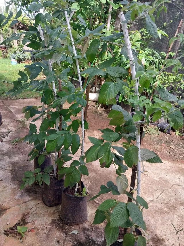 Muda de framboesa preta 90cm